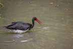 black stork