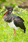 black stork
