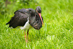 black stork
