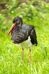 black stork