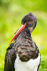 black stork