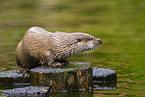 common otter
