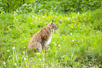 lynx