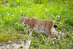 lynx
