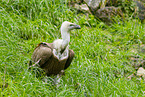 Griffon vulture