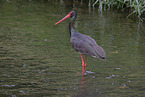 black stork