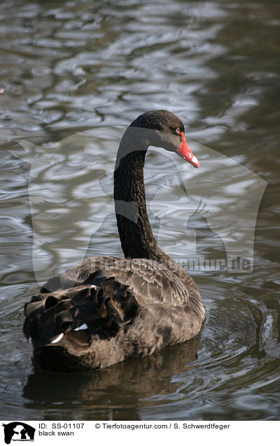 Trauerschwan / black swan / SS-01107