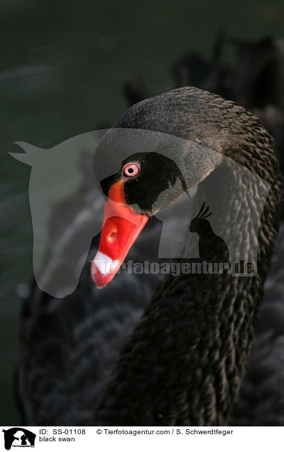 Trauerschwan / black swan / SS-01108