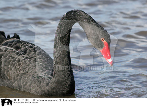 Australischer Trauerschwan / australian black swan / FL-01002