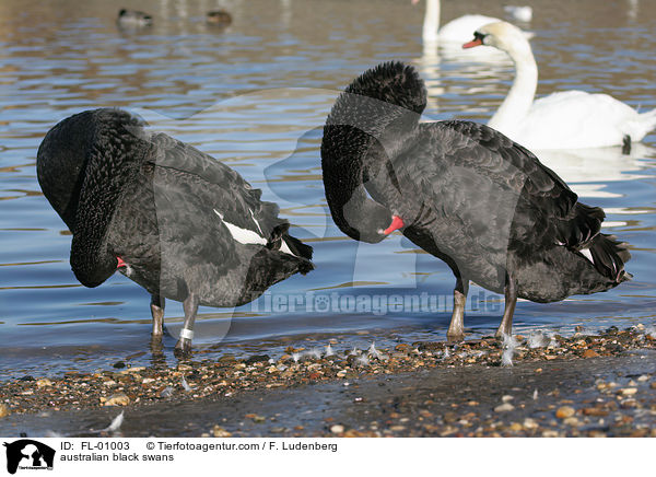 Australische Trauerschwne / australian black swans / FL-01003