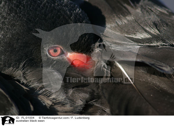 Australischer Trauerschwan / australian black swan / FL-01004