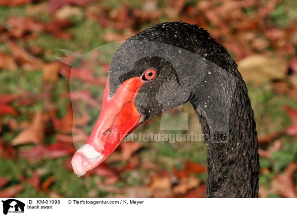 Trauerschwan Portrait / black swan / KM-01098