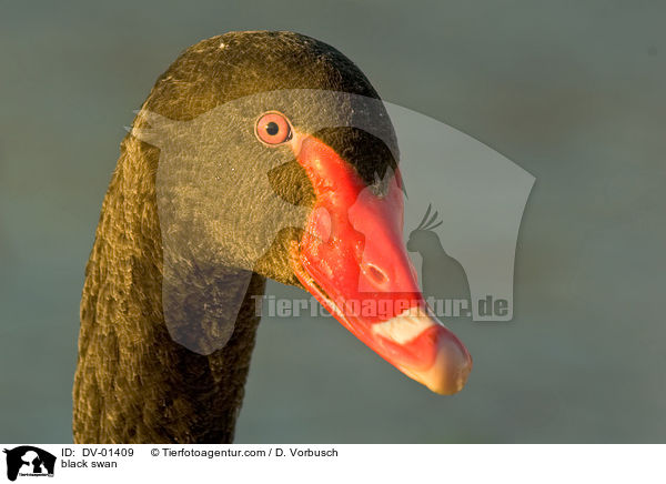 Trauerschwan Portrait / black swan / DV-01409