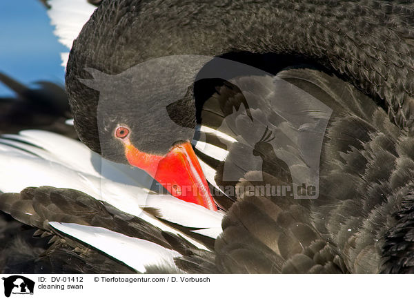 Trauerschwan bei Gefiederpflege / cleaning swan / DV-01412