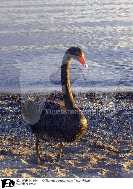 stehender Trauerschwan / standing swan / WJP-01164