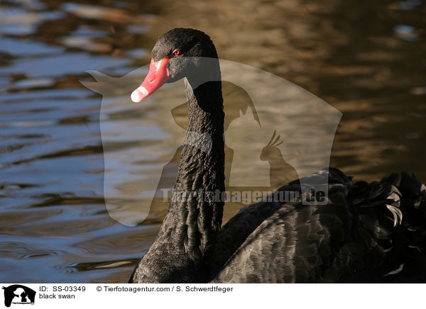 Trauerschwan / black swan / SS-03349