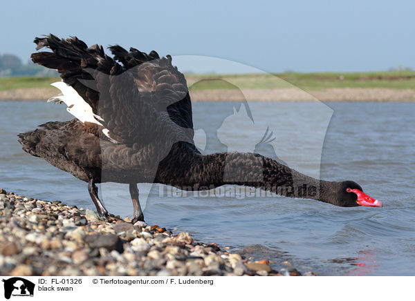 Trauerschwan / black swan / FL-01326