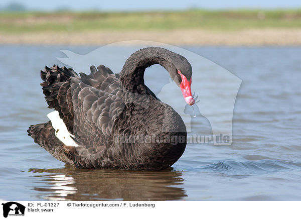 Trauerschwan / black swan / FL-01327