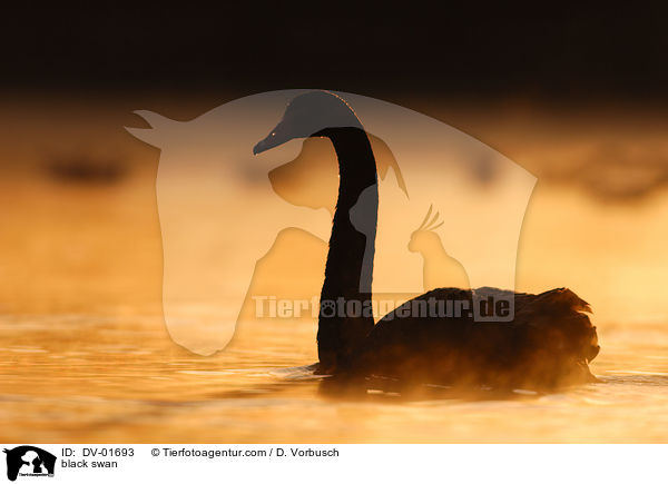 Trauerschwan im Abendlicht / black swan / DV-01693