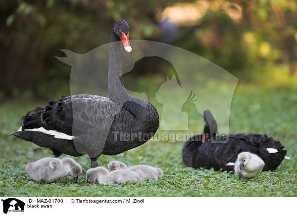 black swan / MAZ-01700