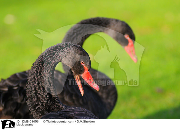 Trauerschwne / black swans / DMS-01056