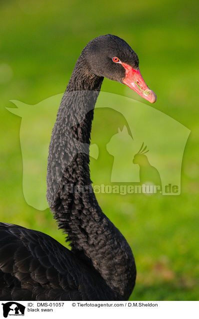 black swan / DMS-01057