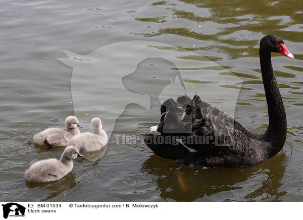 Trauerschwan-Familie / black swans / BM-01534