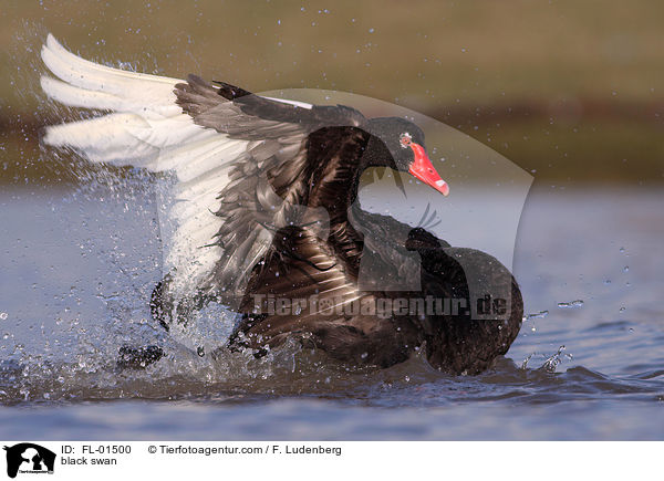 Trauerschwan / black swan / FL-01500