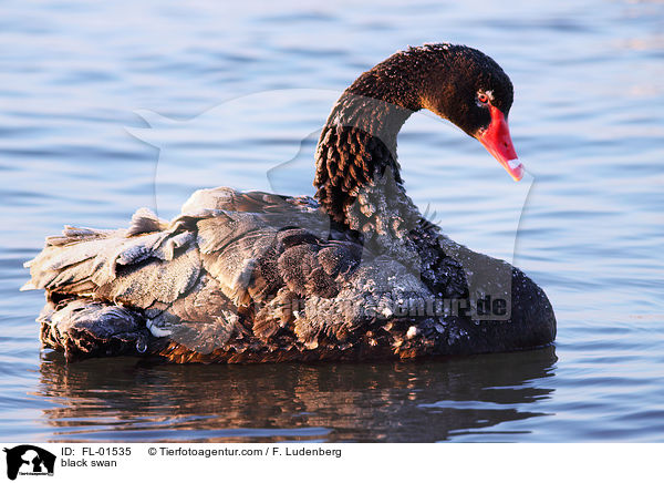 Trauerschwan / black swan / FL-01535