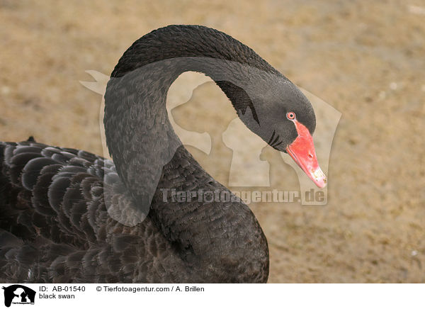 Trauerschwan / black swan / AB-01540