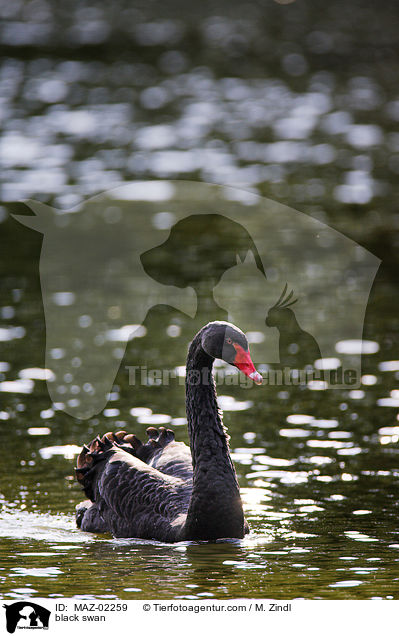 Trauerschwan / black swan / MAZ-02259