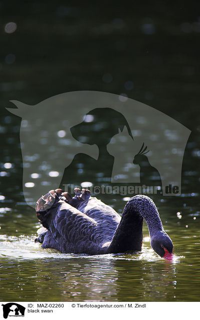 black swan / MAZ-02260