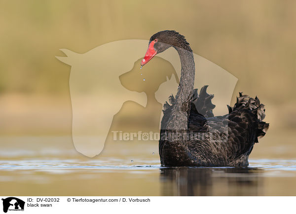 black swan / DV-02032