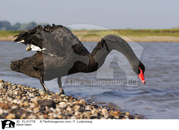black swan / FL-01779