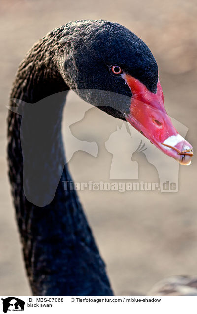 black swan / MBS-07068