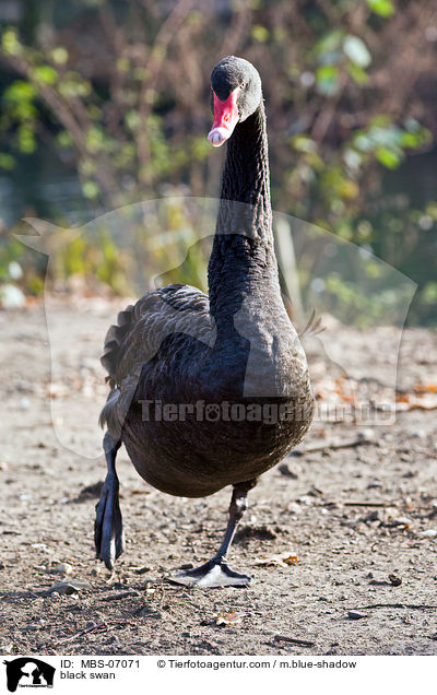 black swan / MBS-07071