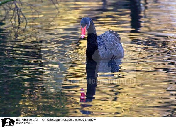 black swan / MBS-07073
