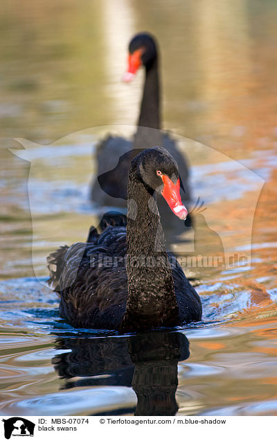 Trauerschwne / black swans / MBS-07074