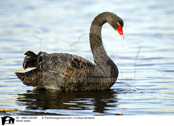 black swan / MBS-09380
