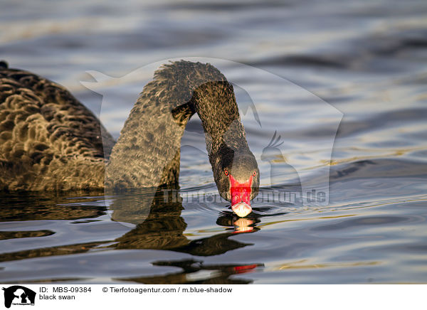 black swan / MBS-09384