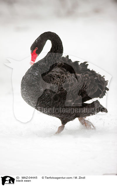 black swan / MAZ-04445