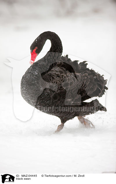 Trauerschwan / black swan / MAZ-04445