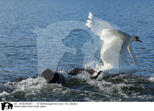 black swan and mute swan / AVD-04291
