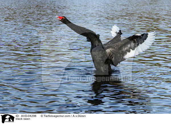 black swan / AVD-04296