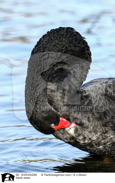 black swan / AVD-04299