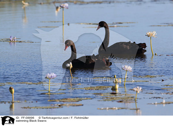 swimming Black Swans / FF-08896