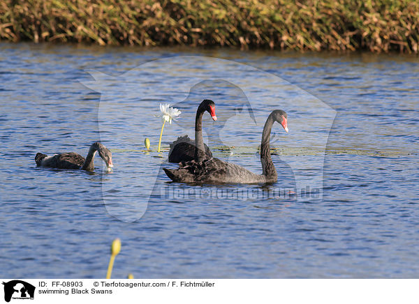 schwimmende Trauerschwne / swimming Black Swans / FF-08903