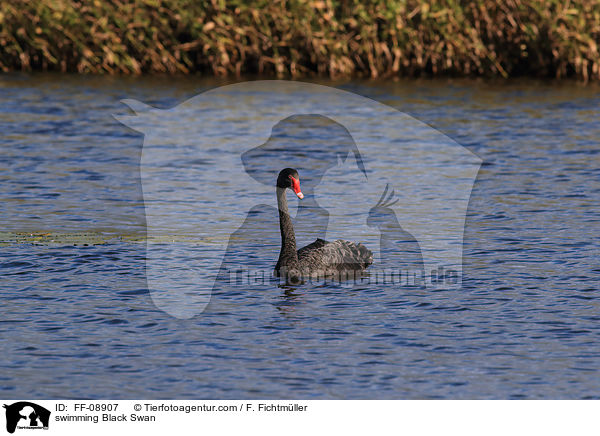 swimming Black Swan / FF-08907