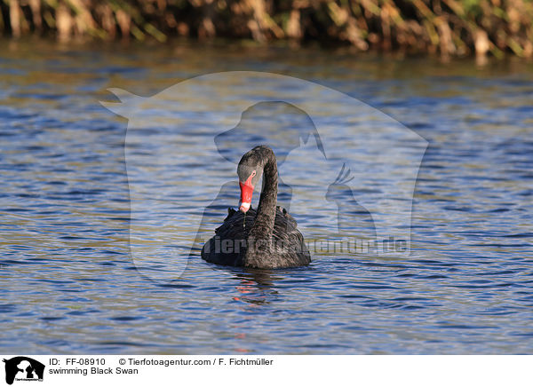 schwimmender Trauerschwan / swimming Black Swan / FF-08910