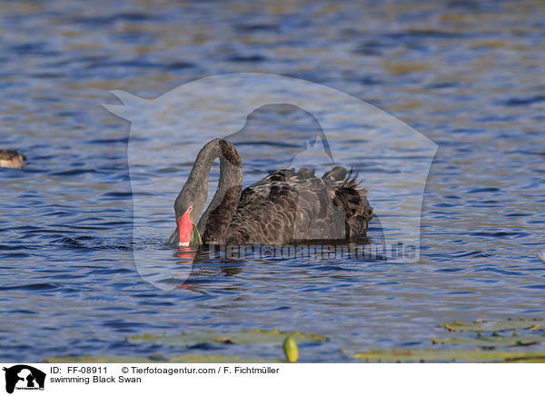 swimming Black Swan / FF-08911